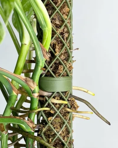 可模块化的60MM苔藓柱，适用于室内植物