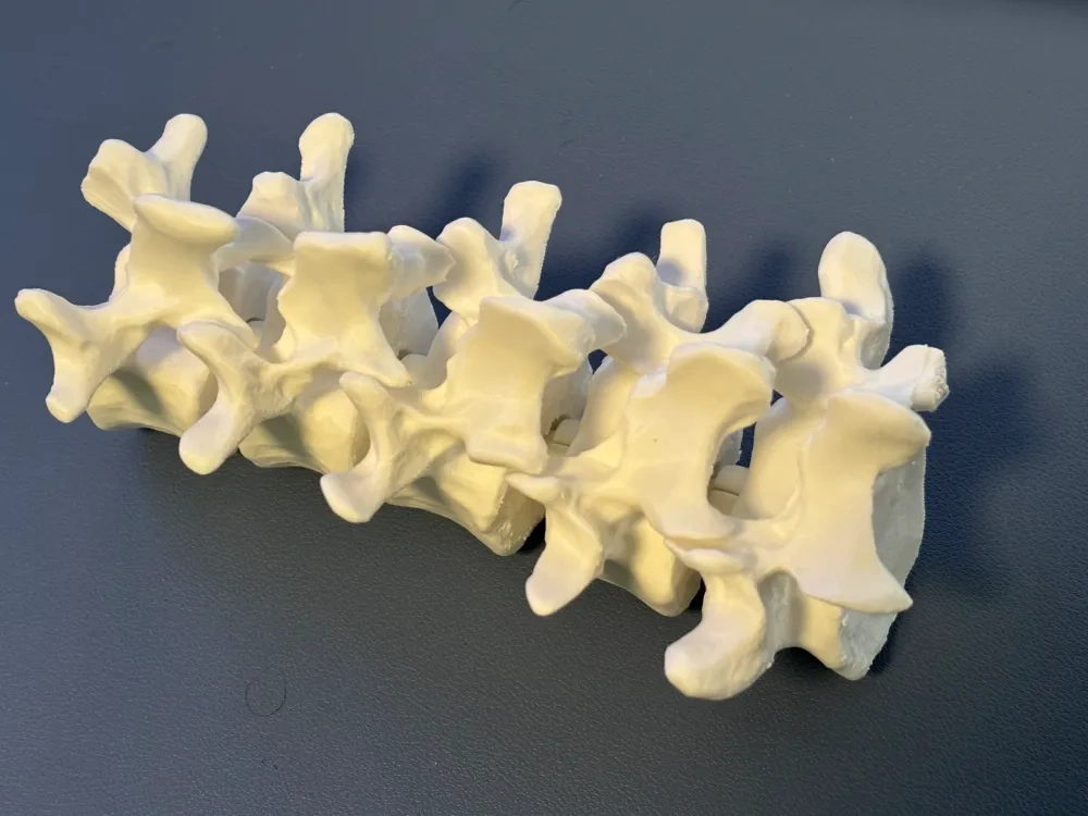 可动腰椎脊柱- 免费3D 打印模型- MakerWorld