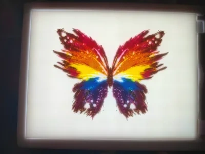 彩色蝴蝶浮雕照片