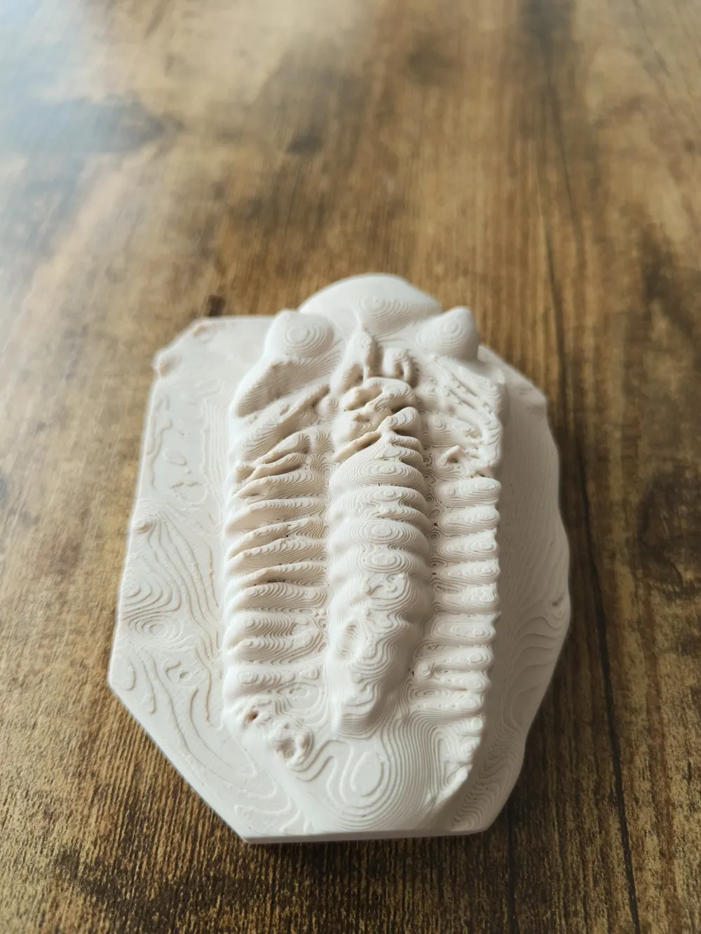 三叶虫化石复制品 来自 BoostMakerWorld：免费下载 3D 模型