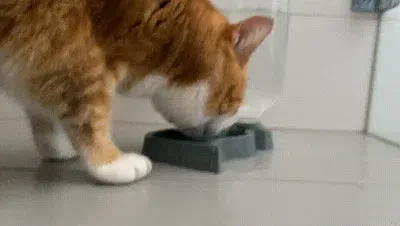 猫咪设计的饮水池 / Cat drinking pond