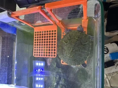 Turtle Platform乌龟平台鱼龟混养平台fish tank 