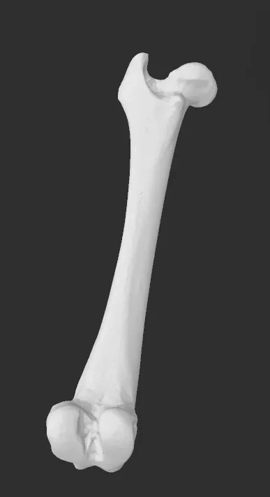 狗股骨的3D扫描