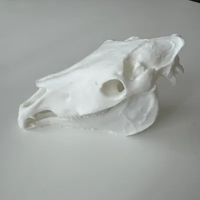 马头骨3D扫描狂怒