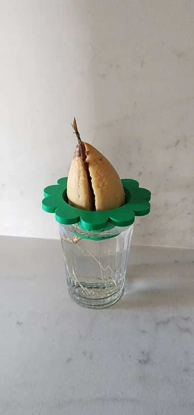 玻璃杯中的鳄梨种植器