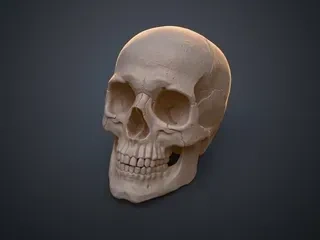 解剖学人类头骨