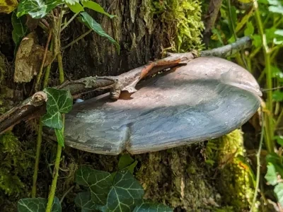 蘑菇 | Pilz地理藏宝点
