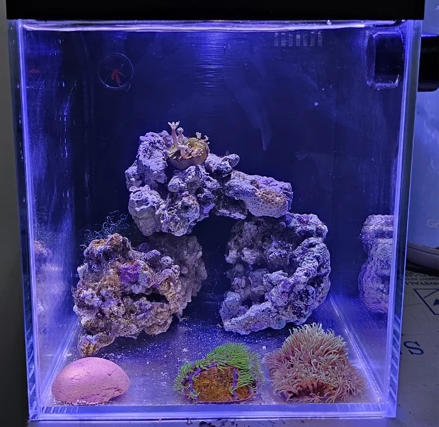 桌面海缸、背滤鱼缸、微缸,Desktop sea tank, Hai Gang 来自 Alice - MakerWorld