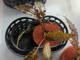 水族箱植物苔藓支架