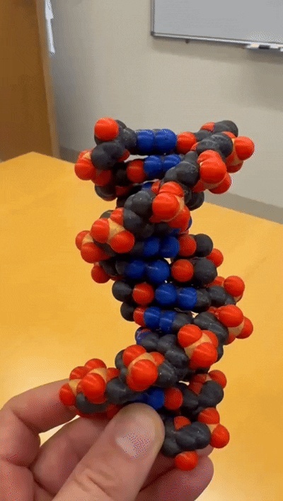 四色真实DNA分子