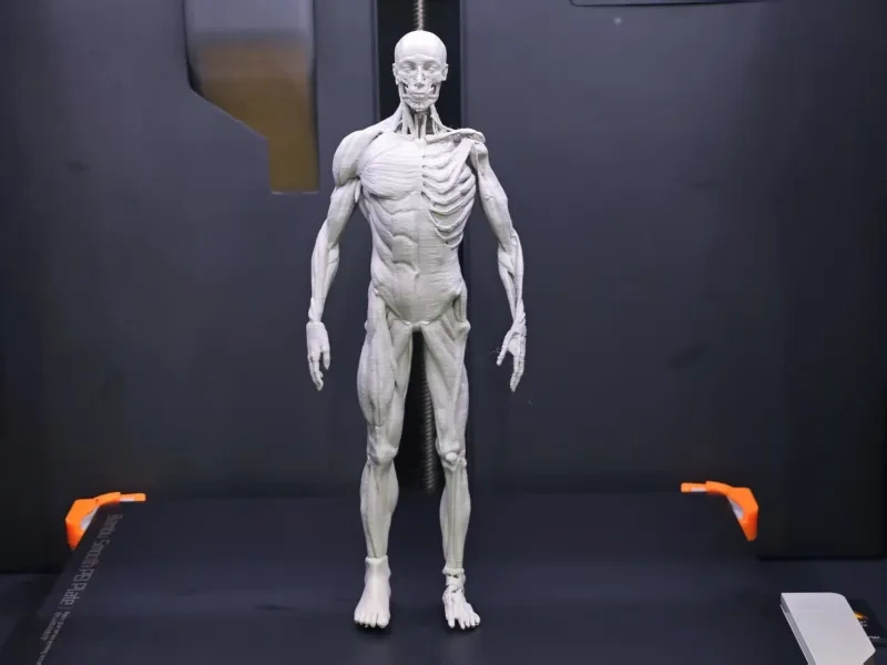 Anatomy Muscle Model 人体肌肉模型