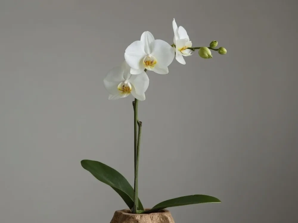 花朵 - 兰花 - 免费 3D 打印模型 - MakerWorld