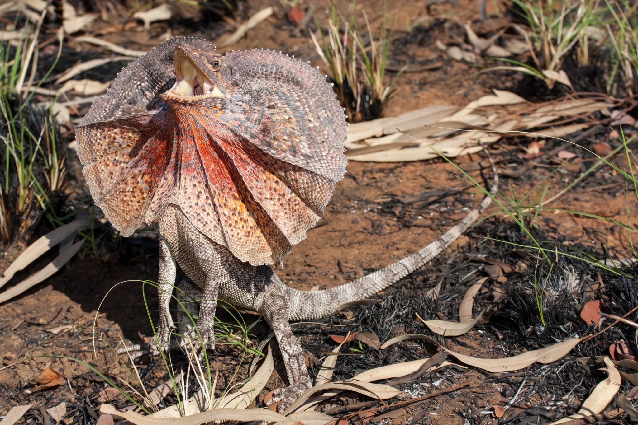 Frill-necked Lizard
